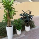 Indoor Plants Bundle