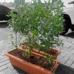 Outdoor Plants Bundle 2 Pots (6Trees) Privacy Plant