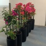 Bougainvillea in Black Ceramic Each - Image 3
