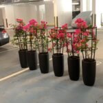 Bougainvillea in Black Ceramic Each - Image 2