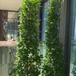 Ficus Privacy Hedge NEW