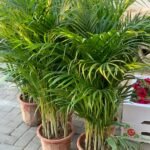 Areca Palm in Nursery Pot