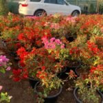 Bougainvillea in Nursery Pot