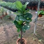 Fig tree in Nursery Pot