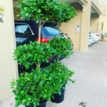 Triple head Each in Nursery Pot
