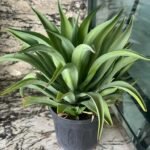 Agave Large in Nursery Pot