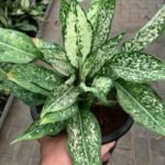 Aglo in Nursery Pot