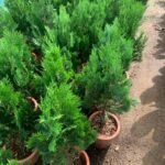Cycas in Nursery Pot