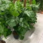 Big Monstera in plastic NEW