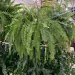 Big Boston Fern in Nursery Pot