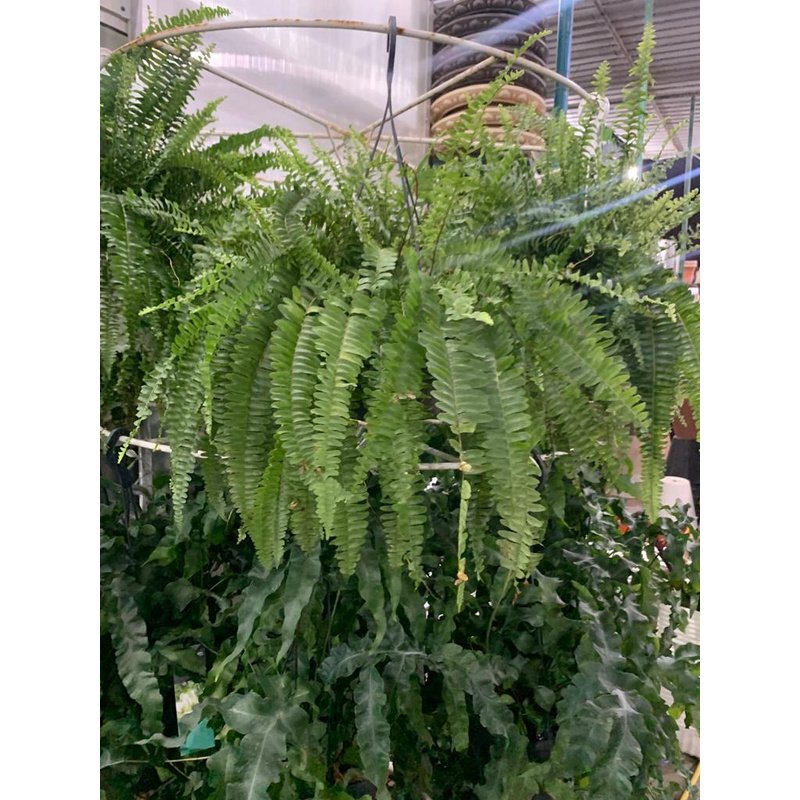 IMG-20230524-WA0246.jpg Big Boston Fern in Nursery Pot - Image 1