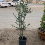 Olive in Nursery Pot