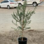 Olive in Nursery Pot - Image 2