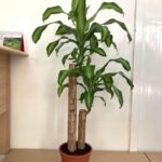 Fortune Plant 2 heads in Nursery Pot