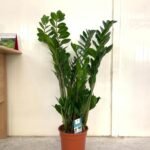 Zizi in Nursery Pot