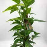 Money Plant Premium in Nursery Pot