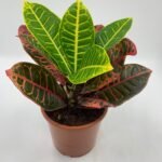 Croton in Nursery Pot