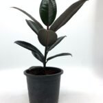 Rubber plant in Nursery Pot