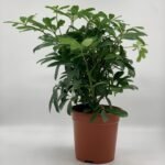 Five Finger in Nursery Pot