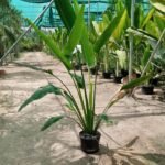 Giant travellers Palm WOW 2m