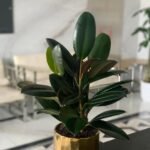 Table plant in gold (rubber plant) PROMO