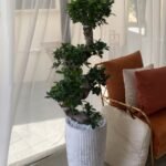 Big Bonsai for Living Room 150 to 160cm NEW