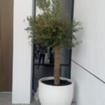 Olive Tree XXL in fiber matte - Image 2