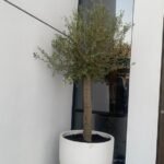 Olive Tree XXL in fiber matte