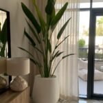 Travellers Palm Premium in Fiber Cement