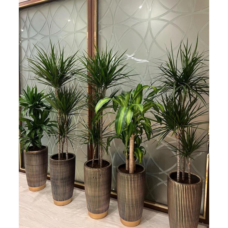 IMG-20230715-WA0086-1.jpg Office Plants 5pc Tall Dracaena Plants Bundle - Image 1