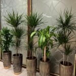Office Plants  5pc Tall Dracaena Plants Bundle - Image 2