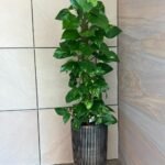 Office Plant Money Plant Big
