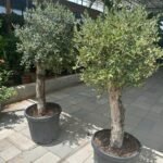 Olive Tree XL Trunk Promo - Image 2