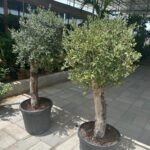 Olive Tree XL Trunk Promo