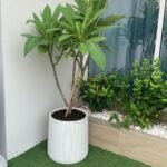 Plumeria Flowering Plant PROMO