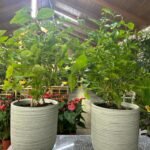 JASMINE  bundle (Good Smelling) PROMO - Image 2