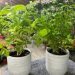 JASMINE  bundle (Good Smelling) PROMO