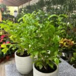 Gardenia Bundle (2pc) Promo - Image 2