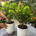 Ixora bundle (2pc) PROMO - Image 2