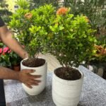 Ixora bundle (2pc) PROMO
