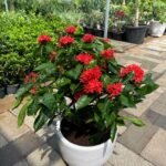 Ixora Large