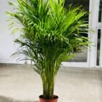 Areca Palm New