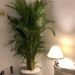 ARECA PALM PREMIUM QUALITY XL