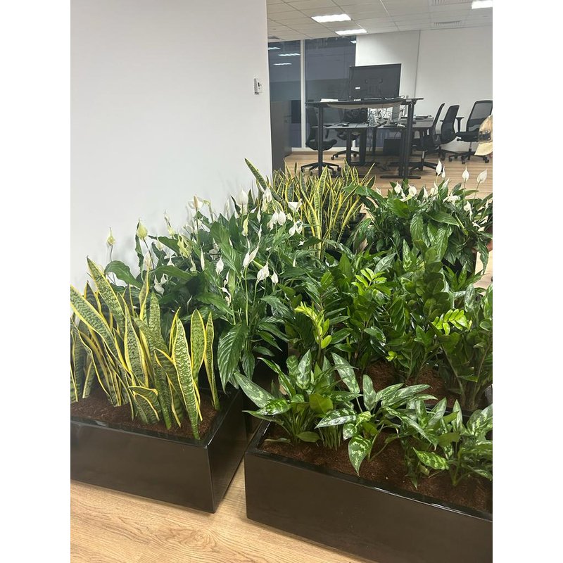 IMG-20231011-WA0184.jpg Office Plants for Cabinet In Fiber Each 70*30 - Image 1