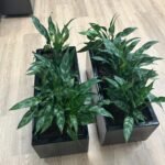 Office Plants for Cabinet In Fiber Each 70*30 - Image 3