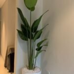 Bird of Paradise in Ceramic white 2.5m Faux Plant