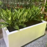 Office Plants in Fiber Pot