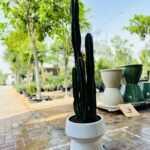 Premium Cactus XL Holland - Image 2
