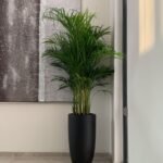 Office Plants Areca Medium PROMO