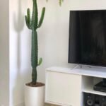 Cactus Holland Premium Indoor 160cm New